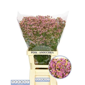Lim Sin Anouchka Dia