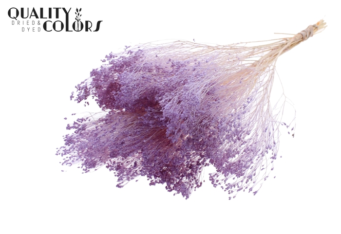 Broom Bloom p/bunch in poly Bleached Milka