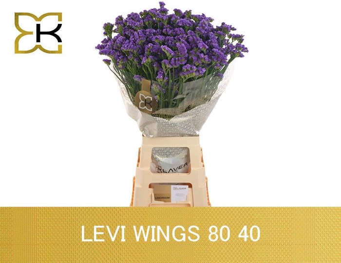 <h4>LIM S LEVIS WINGS</h4>