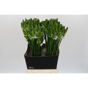 Ornithogalum Thyrsoides