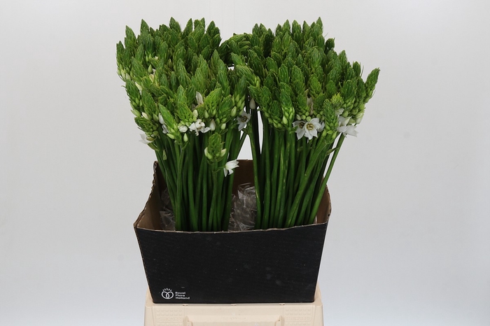 <h4>Ornithogalum Thyrsoides</h4>