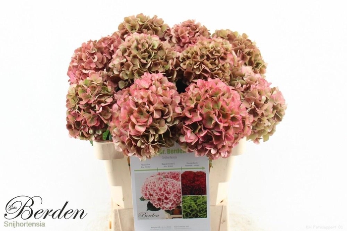 <h4>HYDR M GLOW ALPS CL</h4>