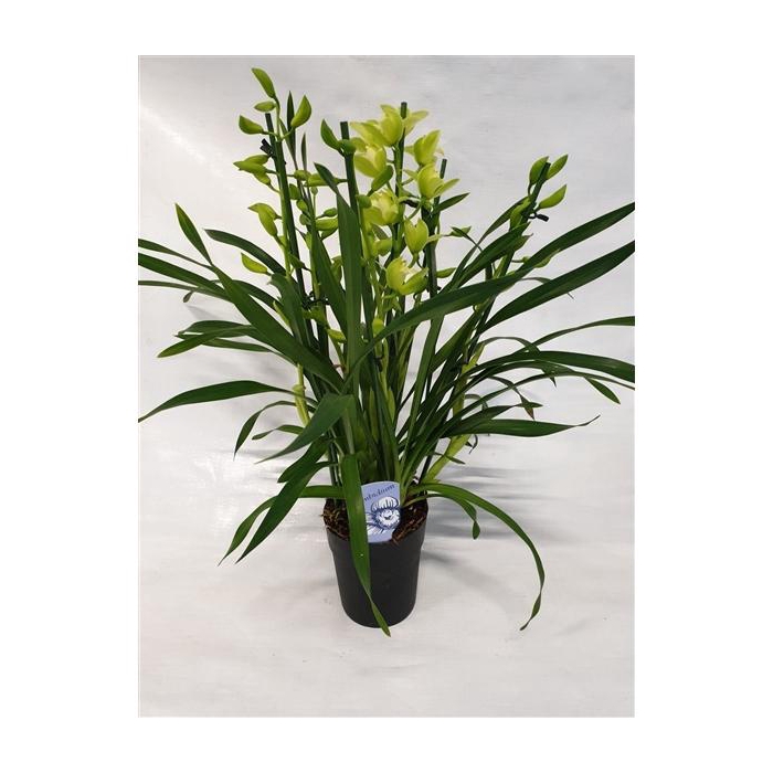 <h4>3/4 tak Green arrow</h4>