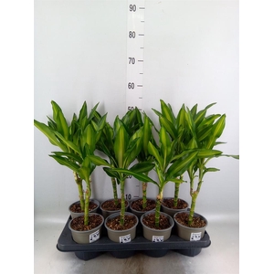 Dracaena frag. 'Cintho'