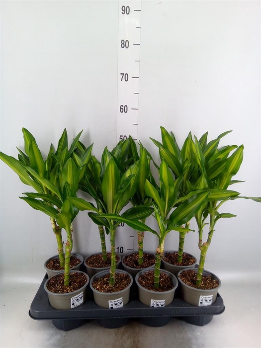 <h4>Dracaena frag. 'Cintho'</h4>