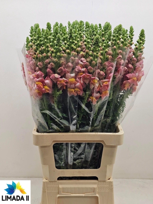 <h4>ANTIR POTO D ORANGE</h4>