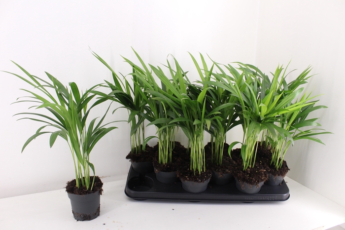 <h4>DYPSIS LUTESCENS</h4>