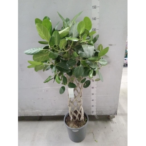 Ficus benghalensis 'Audrey'