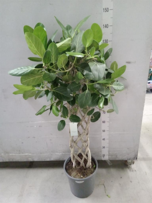 <h4>Ficus benghalensis 'Audrey'</h4>