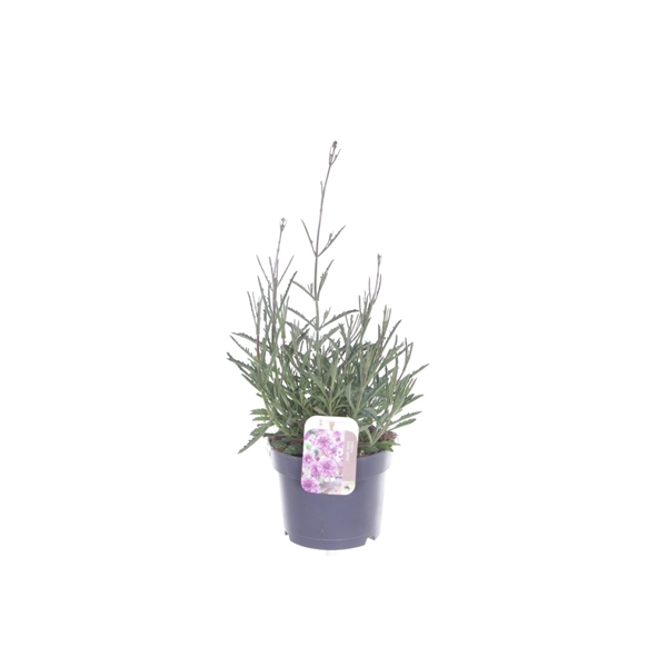 <h4>Verbena Lollipop</h4>