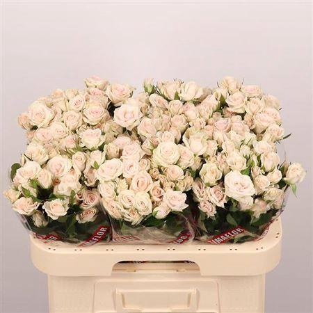 <h4>R Tr Royal Porcelina</h4>