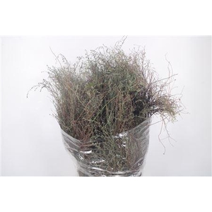 Thym Calabria Per Bunch