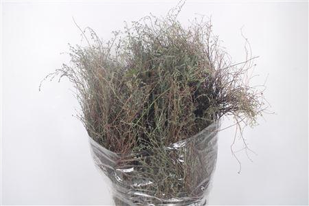 <h4>Thym Calabria Per Bunch</h4>