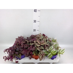 Tradescantia   ...mix
