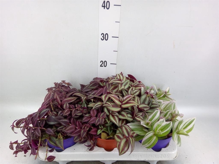 <h4>Tradescantia   ...mix</h4>