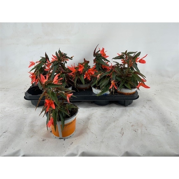<h4>Begonia Waterfall beauvilia salmon</h4>