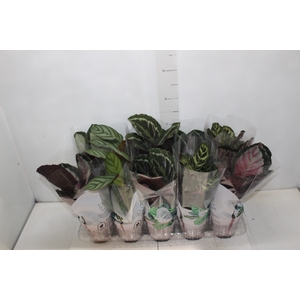 CALATHEA P12 VARIADO