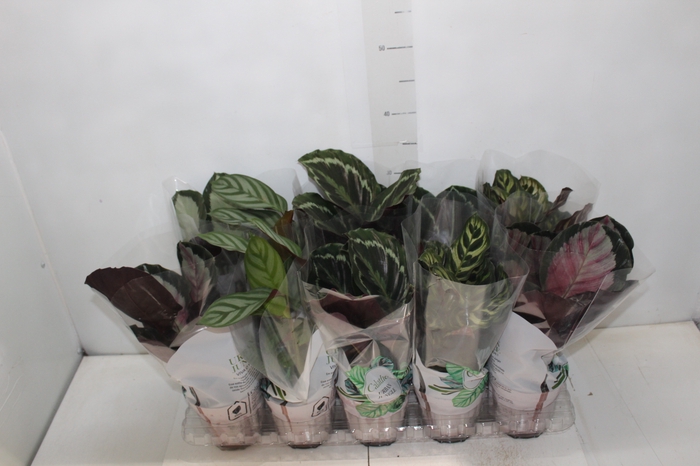 <h4>CALATHEA P12 VARIADO</h4>