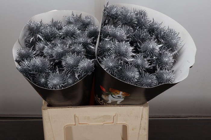 <h4>Eryn Wx Zilver</h4>