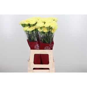 Di St Hermes Yellow