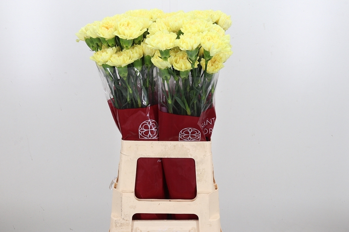 Di St Hermes Yellow