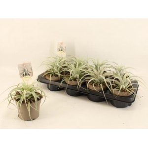 TILLANDSIA XEROGRAPHICA P12