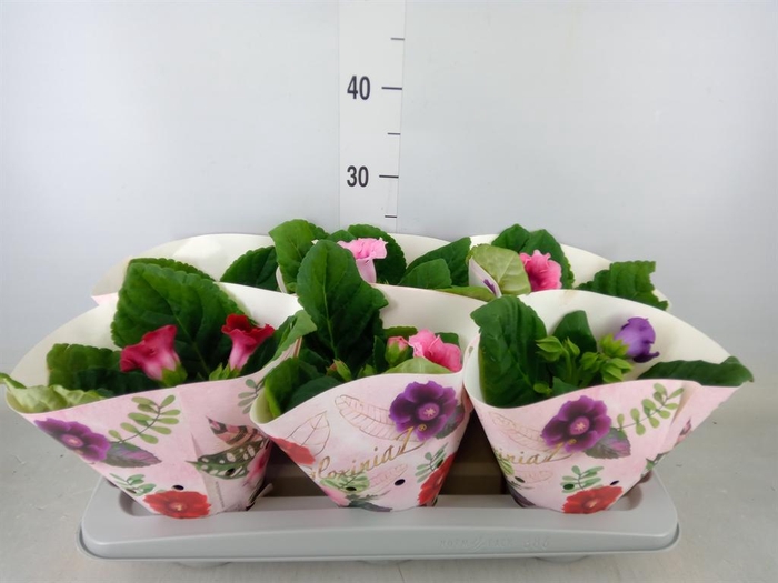 <h4>Sinningia   ...mix</h4>