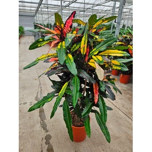 Codiaeum Codiaeum variegatum kleinb