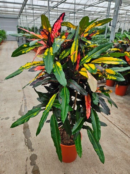 <h4>Codiaeum Codiaeum variegatum kleinb</h4>