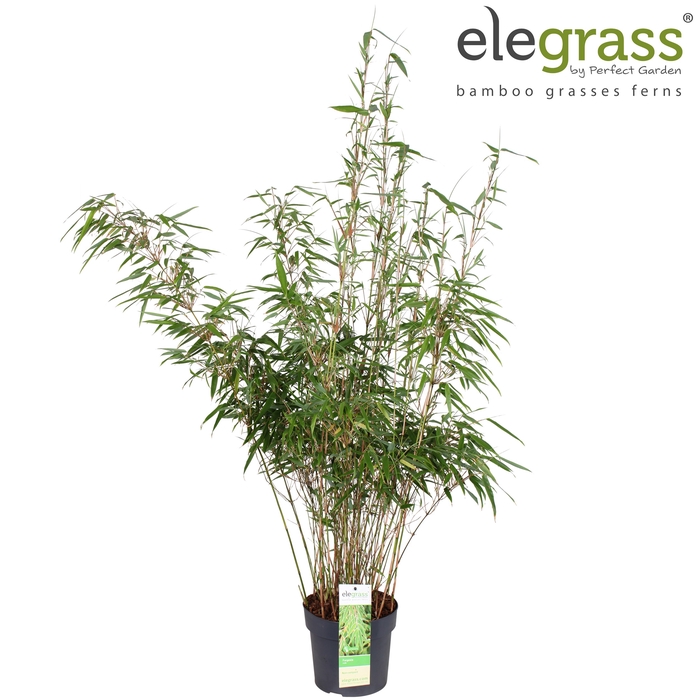 Fargesia rufa P19 - Elegrass
