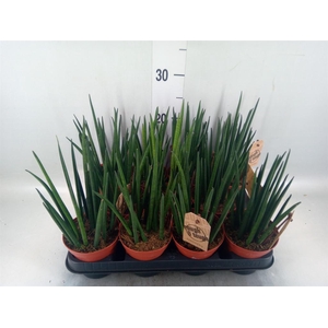 Sansevieria bacularis