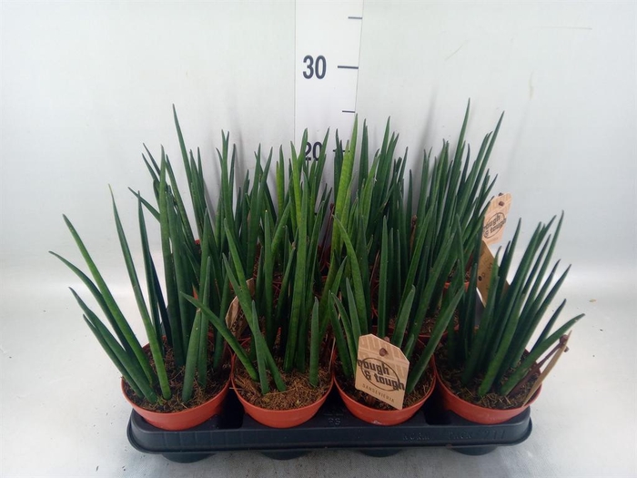 <h4>Sansevieria bacularis</h4>
