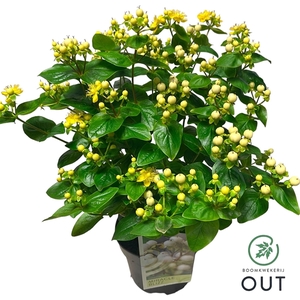 Hypericum Miracle Blizz C2