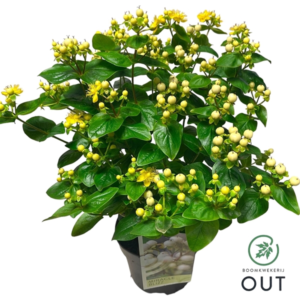 Hypericum Miracle Blizz C2