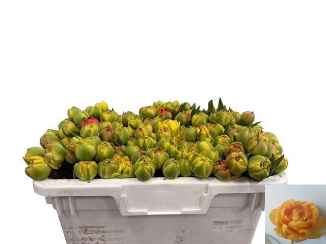 <h4>TU DU SUN LOVER</h4>