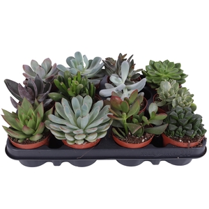 Succulenten mix 8,5 cm PD