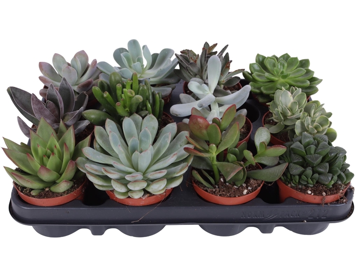 <h4>Succulenten mix 8,5 cm PD</h4>