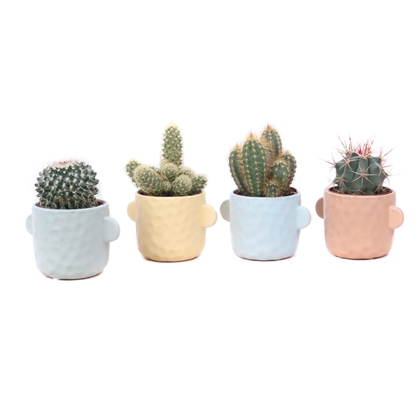 <h4>Cactus mix 8,5 cm in Bryggen sierpot</h4>