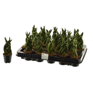 Sansevieria Cylindrica 6Ø 12cm