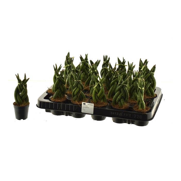 <h4>Sansevieria Cylindrica Twist 6Ø 12cm</h4>
