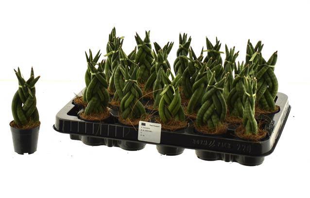 Sansevieria Cylindrica Twist 6Ø 12cm