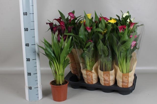 <h4>ZANT GEM 4 KL</h4>