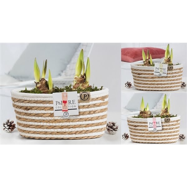 <h4>2x Hippeastrum mix in P&PURE Fieldbasket 7 finished with moss</h4>