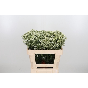 Lim Sin Sen P Colada