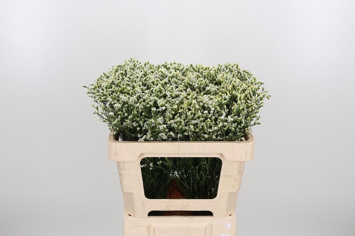 <h4>Lim Sin Sen P Colada</h4>