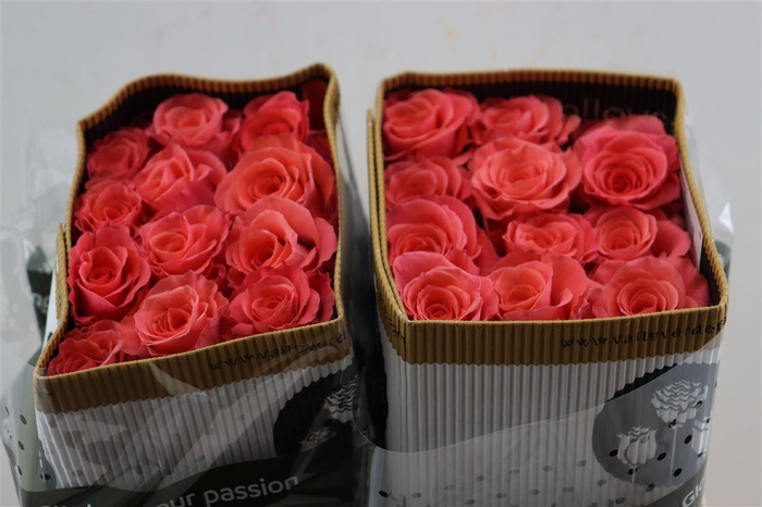 <h4>R Gr Amsterdam</h4>