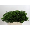 Ruscus Hypophyllum