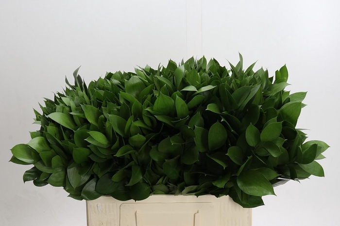 <h4>Ruscus Hypophyllum</h4>