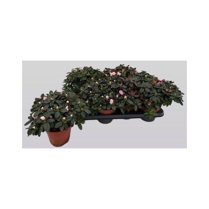 <h4>RHODO SI GEM 5 SRT</h4>