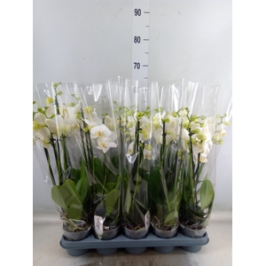 Phalaenopsis   ...white